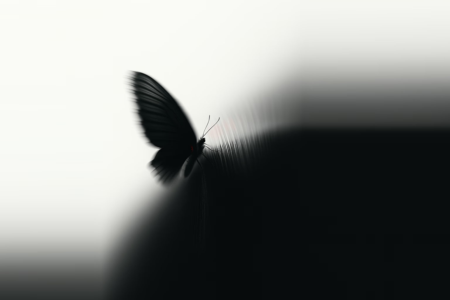 Участник команды — Viola Prüller